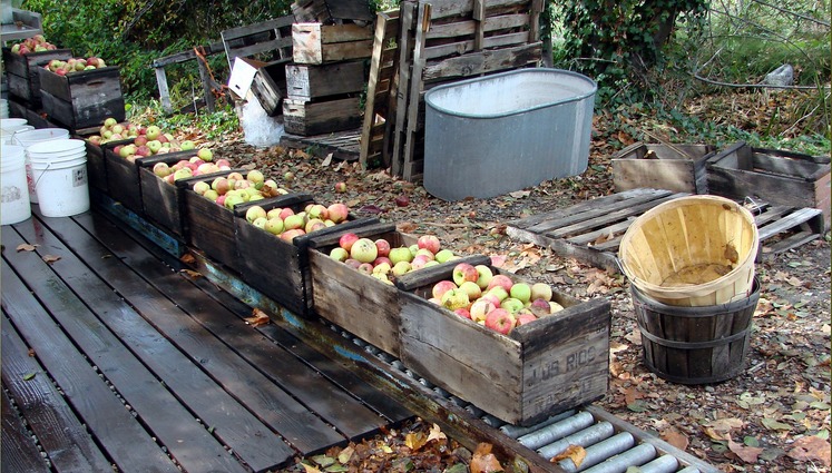 Fall Apple Harvest Oak Glen