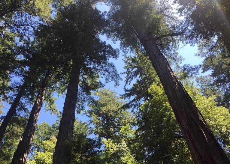 Basin Redwoods State Park Redwood Trees