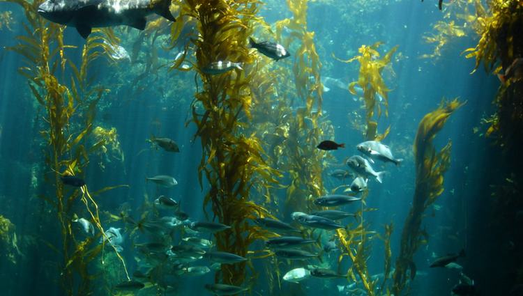 Birch Aquarium Kelp Forest