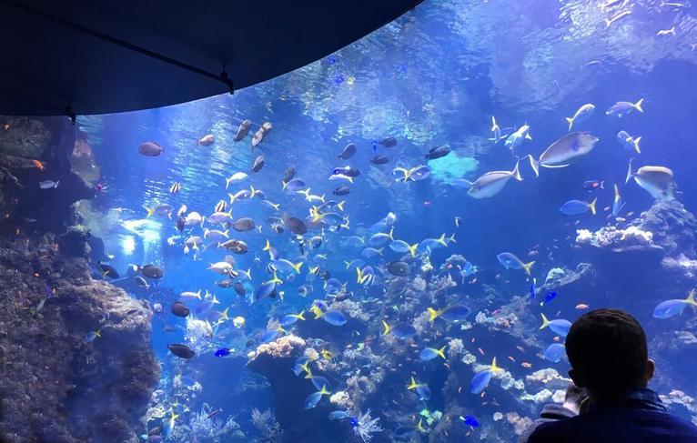 Steinhart Aquarium San Francisco