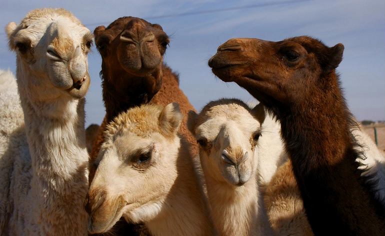 Ramona Camel Diary Farm