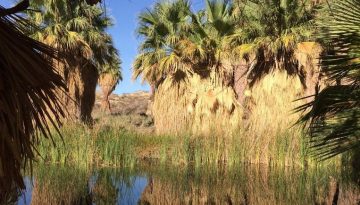 Coachella Valley Preserve Near Palm Springs