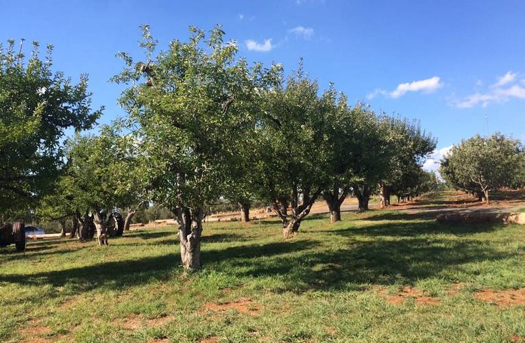 Apple Hill U-Pick Apples El Dorado County