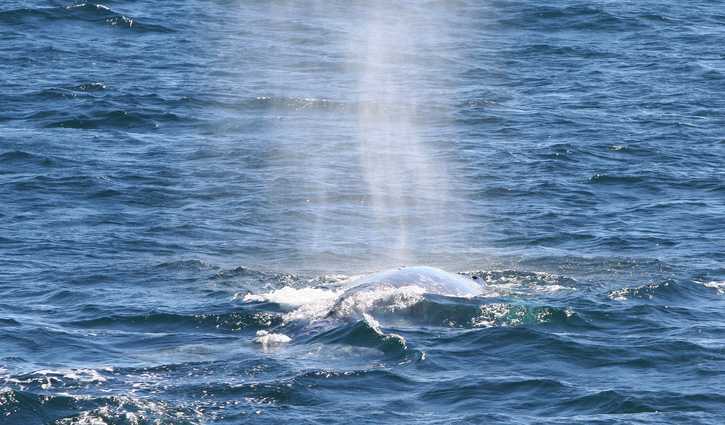 Helgren's Sportfishing Whale Watching Trips Oceanside