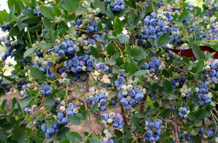 Jessop Farms U-Pick Berries