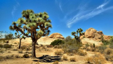 Joshua Tree National Park Day Trip Things To Do