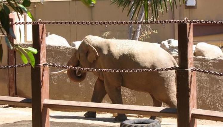Los Angeles Zoo Elephant of Asia exhibit