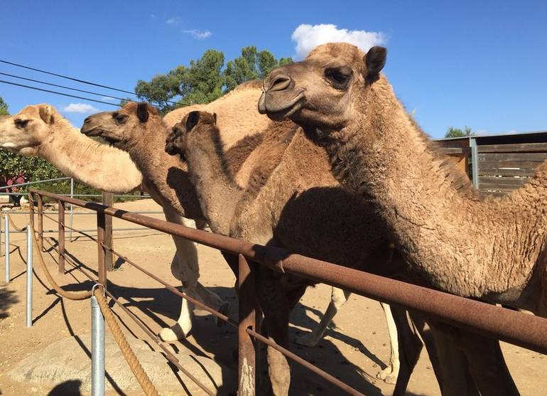 Oasis Camel Dairy Farm Day Trip