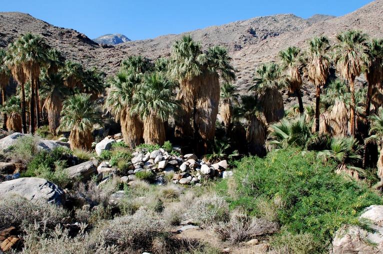 Indian Canyons Palm Springs