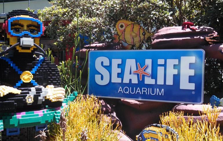 Sea Life Aquarium Carlsbad Party Places San Diego