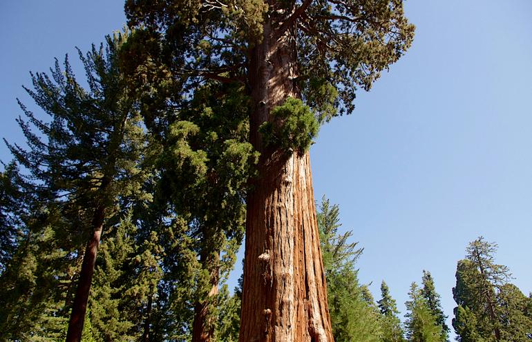 Sequoia-Kings Canyon Park
