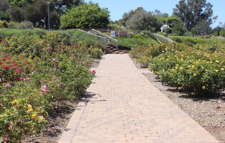 South Coast Botanic Garden Rose Garden