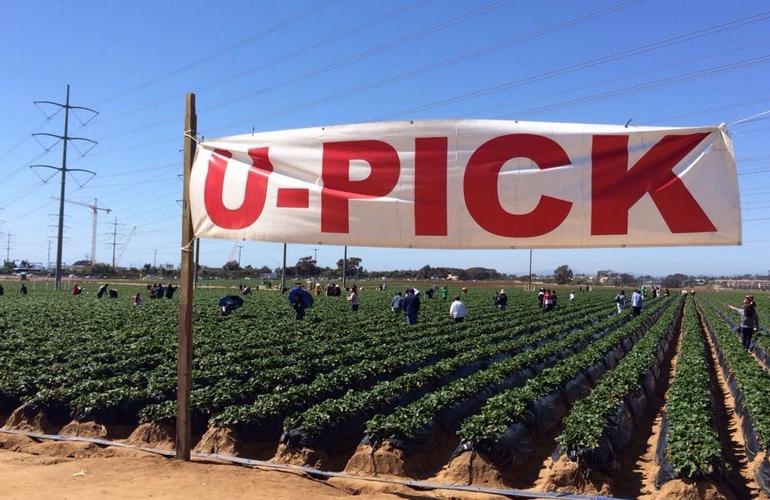 Southern California U-Pick Farms, Orchards & Tours
