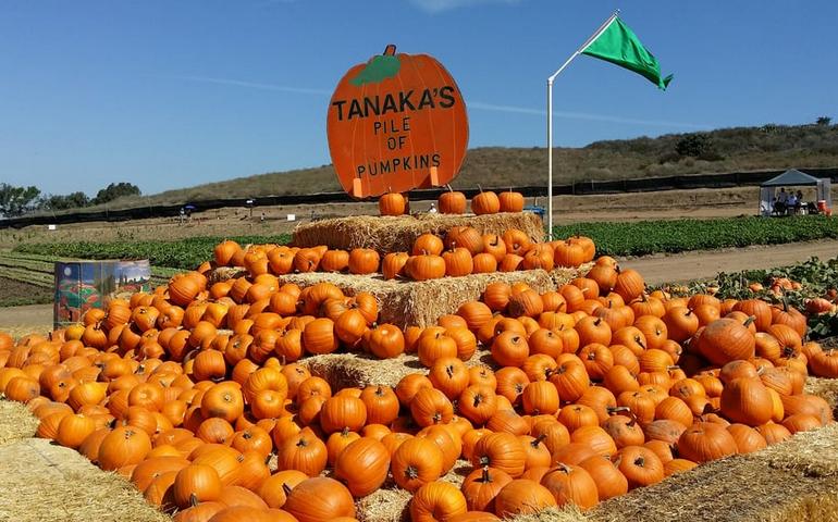 Tanaka Farms Irvine Pumpkin Patch